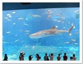 美ら海水族館 美ら海水族館