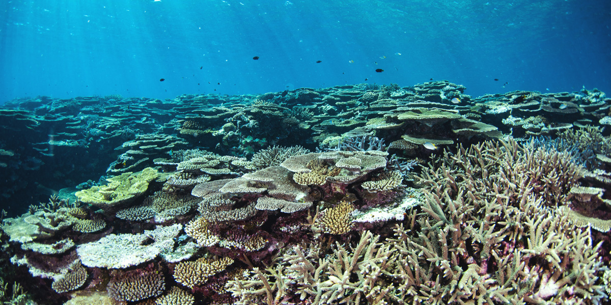 Image:Donation Support for Coral Conservation Activities