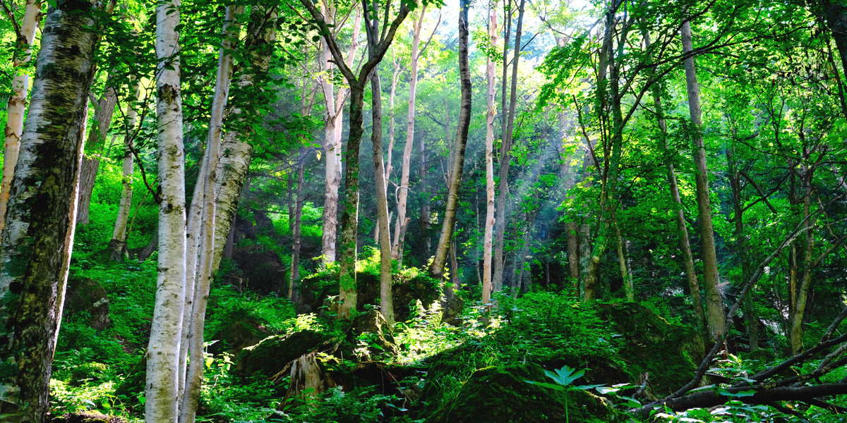 Image:捐款支持森林保育活動